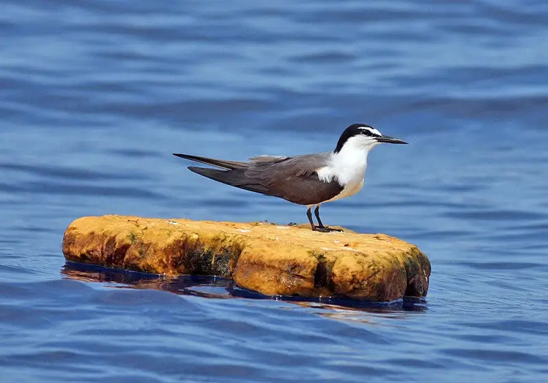 Vacationers to Buxton NC can charter a bird watching cruise to see shorebirds and pelagics like many species of terns.